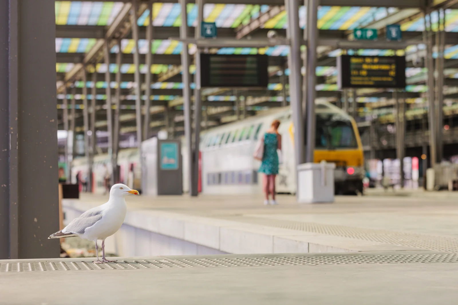 Zomer 2024 meer dan ooit zomer van de trein